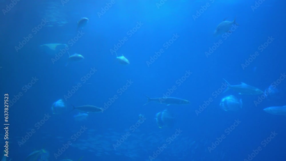 Underwater view of hovering giant oceanic manta ray flying over the sea floor. Mobula birostris floating on water among other fish. Watching undersea fishes and marine animals Underwater view of hovering giant oceanic manta ray flying over the sea floor. Mobula birostris floating on water among other fish. Watching undersea fishes and marine animals