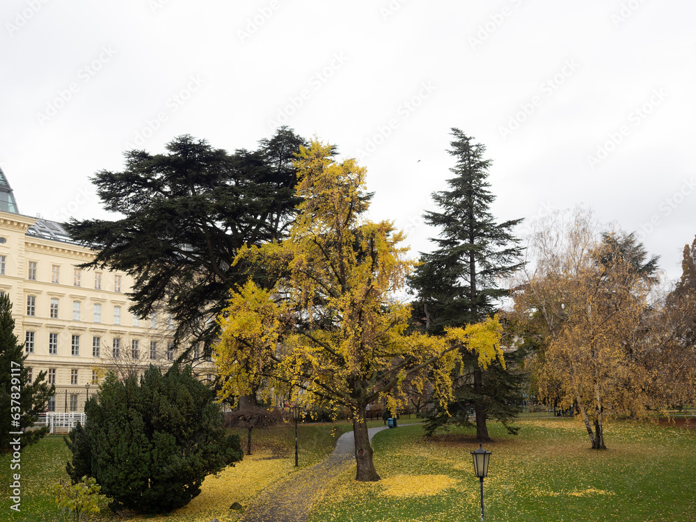 Vienna in autumn. Nice contrast of deciduous and evergreen trees in a park. Striking yellow leaves.