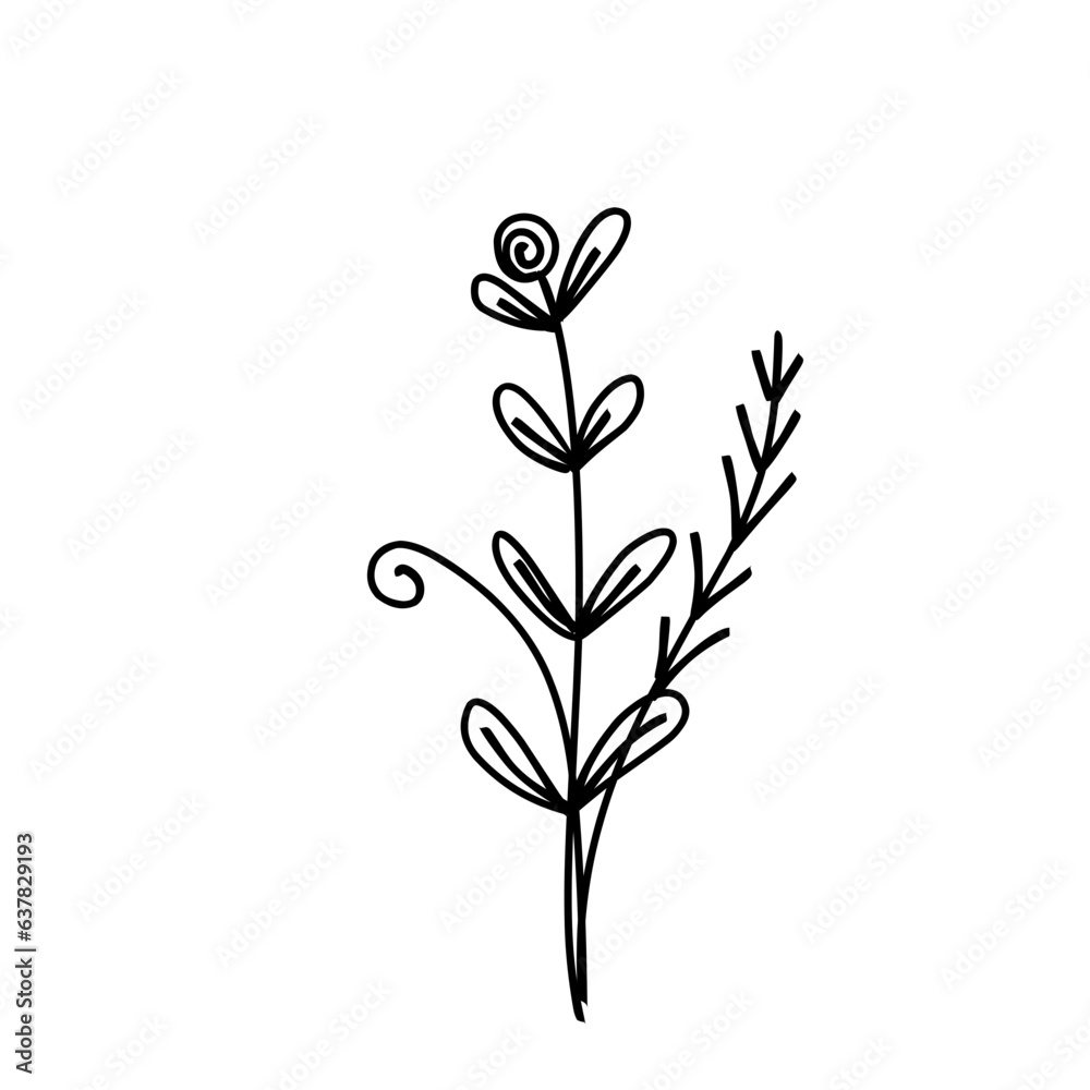 Botanical line.plant outline. Botanical line.plant outline.