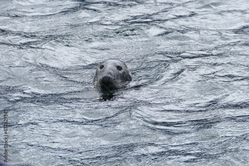 Seehund im Meer