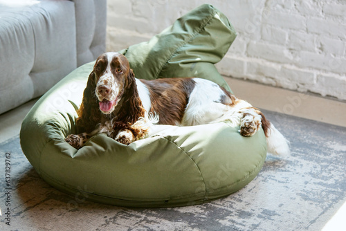 Obraz na płótnie Beautiful, purebred dog, english springer spaniel with white brown fur, lying on floor pillow at home and looking