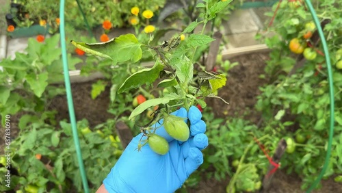 Crops affected by Late Tomato Blight in hand. Phytophthora fungal disease which causes brown spotting on tomato leaves and fruits. photo