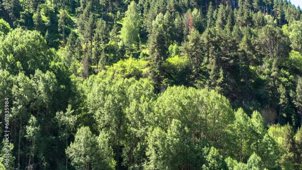 timelapse of a forest foilage in the wind timelapse of a forest foilage in the wind