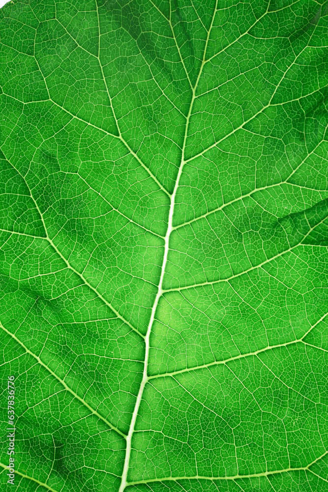 Green leaf texture closeup background, macro photo Green leaf texture closeup background, macro photo