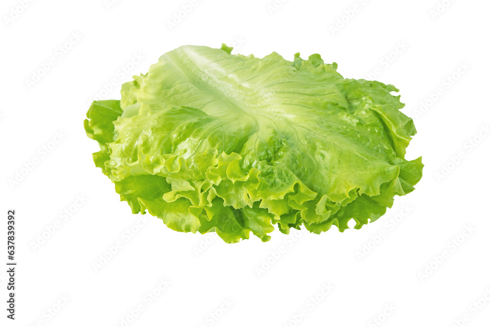 Green curly lettuce salad leaves arranged for use in the sandwich isolated transparent png. Hamburger vegetable ingredient. - obrazy, fototapety, plakaty 