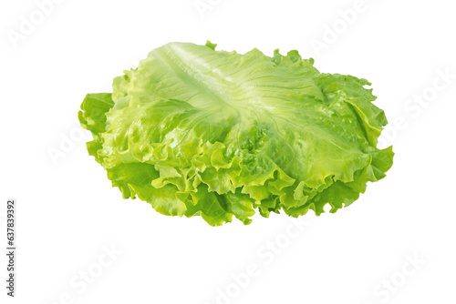 Green curly lettuce salad leaves arranged for use in the sandwich isolated transparent png. Hamburger vegetable ingredient.