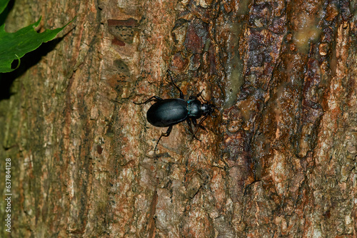 Violetter Laufkäfer (Carabus violaceus ) photo