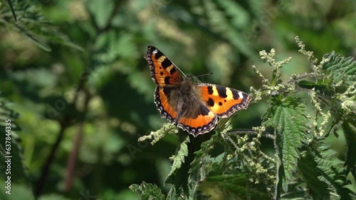 Small Tortoiseshell butterfly (Aglais urticae) flexing its wings before taking off from stinging nettles, the foodplant of their caterpillars. July, Kent, UK. [Slow motion x10] photo