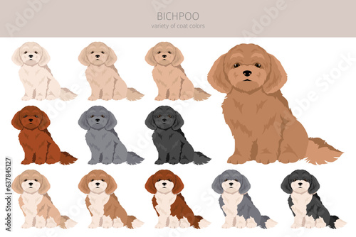 Bichpoo, Poochon clipart. Bichon Frise Poodle mix. Different coat colors set