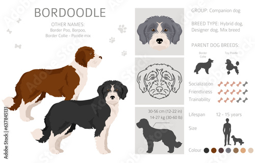 Bordoodle clipart. Border collie Poodlemix. Different coat colors set
