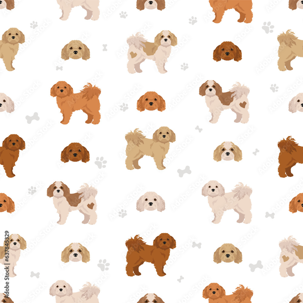 Obraz premium Cavachon seamless pattern. Cavalier King Charles Spaniel Bichon Frise mix. Different coat colors set