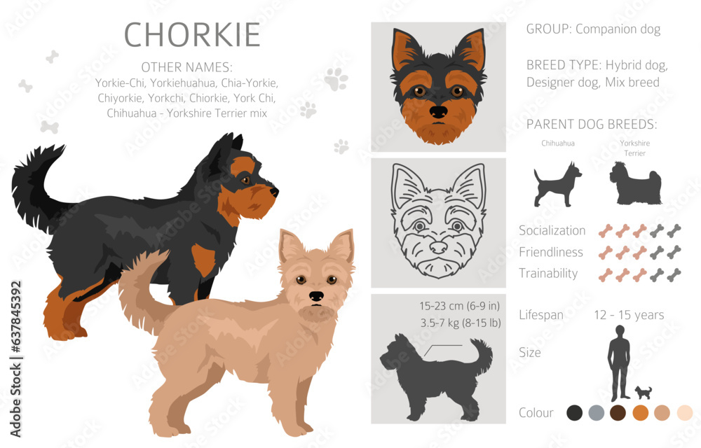 Chorkie clipart. Chihuahua Yorkshire terrier mix. Different coat colors set