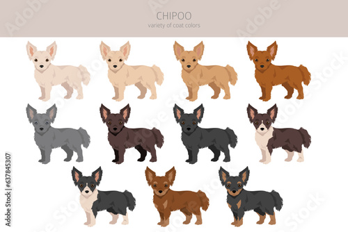 Fototapeta Naklejka Na Ścianę i Meble -  Chipoo clipart. Chihuahua Poodle mix. Different coat colors set