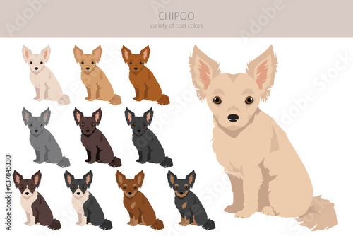 Chipoo clipart. Chihuahua Poodle mix. Different coat colors set © a7880ss