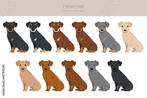 Chiweenie clipart. Chihuahua Dachshund mix. Different coat colors set