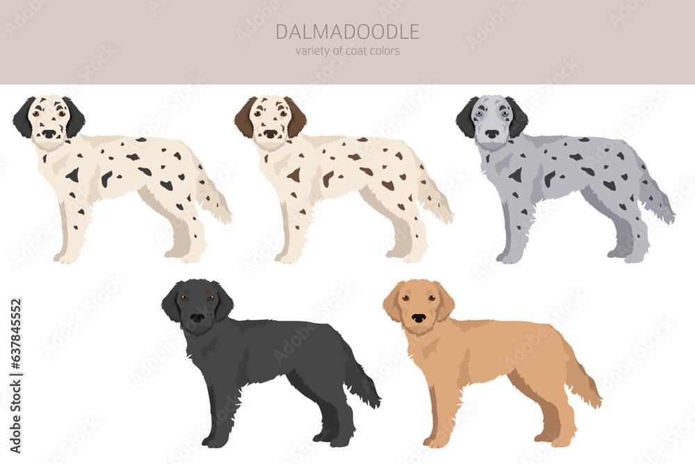 Dalmadoodle clipart. Dalmatian Poodle mix. Different coat colors set