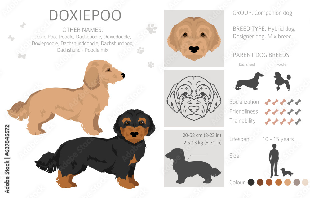 Doxiepoo clipart. Dachshund Poodle mix. Different coat colors set