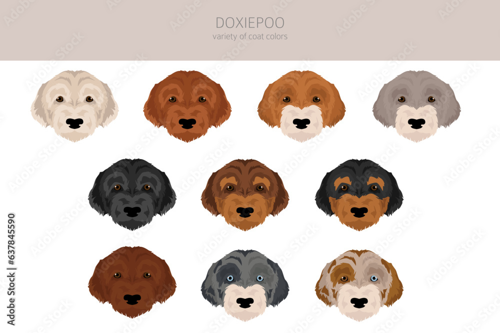 Obraz premium Doxiepoo clipart. Dachshund Poodle mix. Different coat colors set