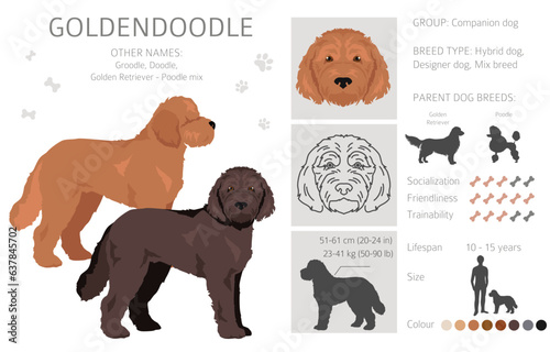 Goldendoodle clipart. Golden retriever Poodle mix. Different coat colors set