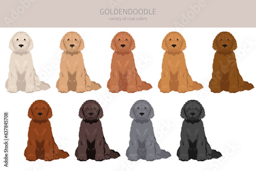 Goldendoodle clipart. Golden retriever Poodle mix. Different coat colors set