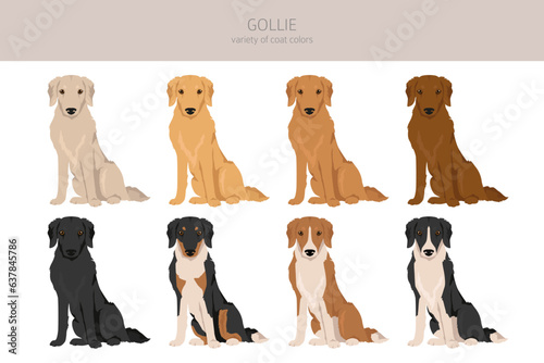 Gollie clipart. Golden retriever Collie mix. Different coat colors set