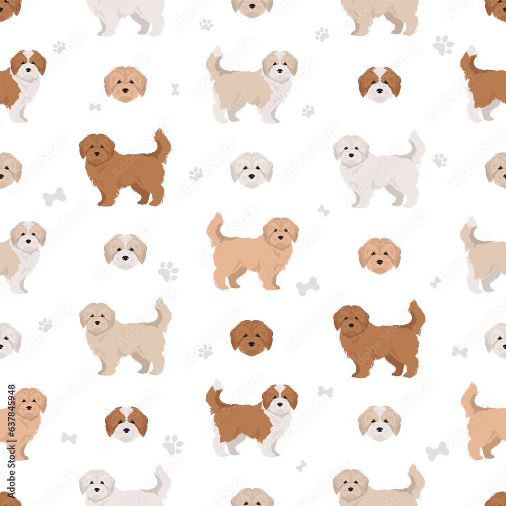 Fototapeta premium Maltipoo seamless pattern. Maltese Poodle mix. Different coat colors set
