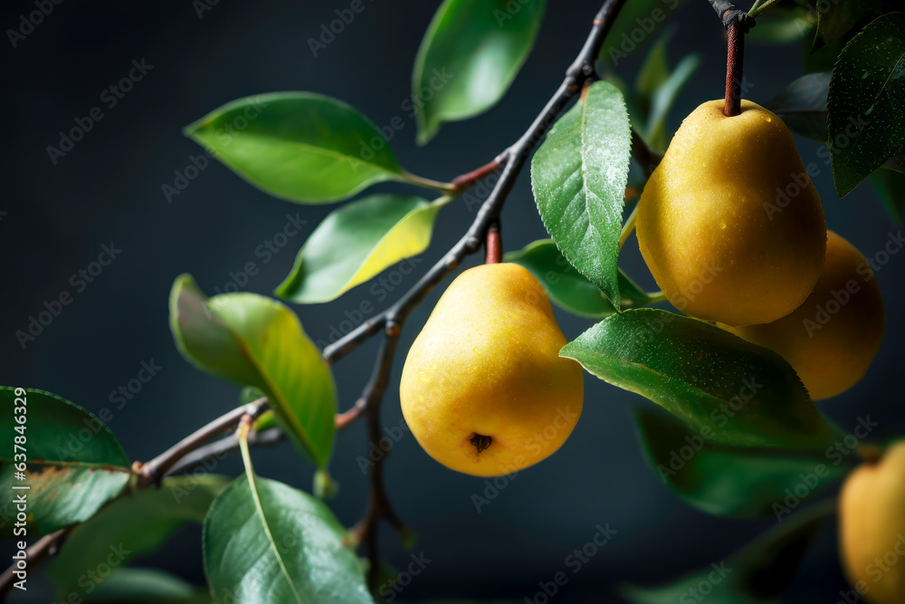 Closeup pear tree branch with ripe yellow pears and green leaves on dark background. Concept organic, local, season fruits and harvesting