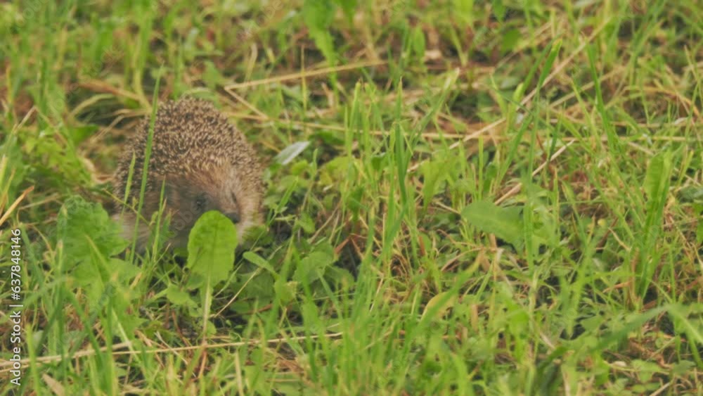 hedgehog walking on the grass close-up hedgehog walking on the grass close-up