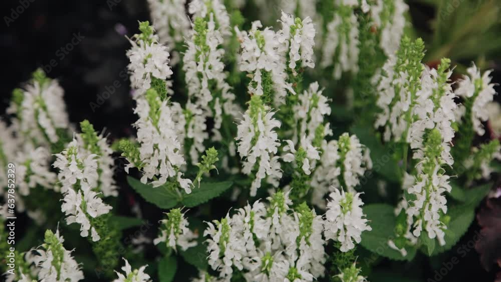Very cool white flowers are taken in close-up. The camera moves very smoothly Very cool white flowers are taken in close-up. The camera moves very smoothly