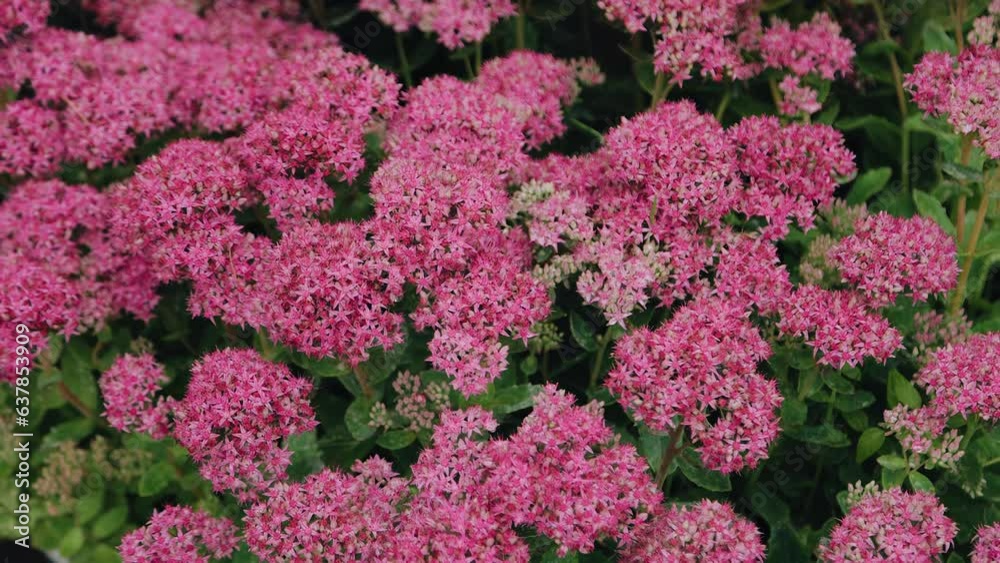 Very cool lilac flowers. Close-up photography of flowers Very cool lilac flowers. Close-up photography of flowers