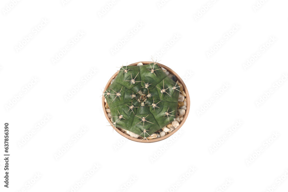 Close-up shot of cactus growing in flower pot isolated on png file at transparent background.