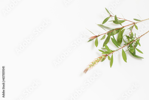branches with green leaves on white background © Maya Kruchancova