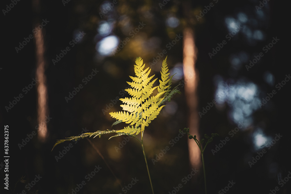 Obraz premium Green fern leaves with a dark background