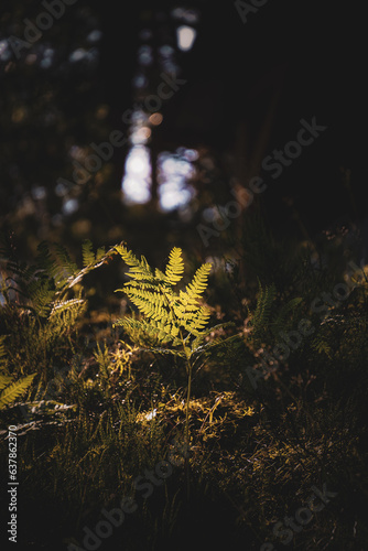 Green fern leaves with a dark background