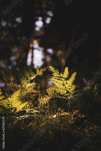 Green fern leaves with a dark background