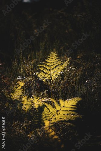 Green fern leaves with a dark background