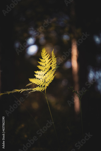 Green fern leaves with a dark background