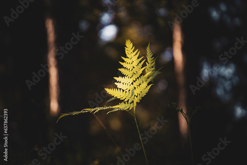 Green fern leaves with a dark background