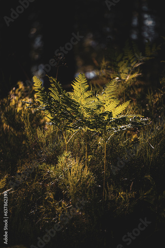 Green fern leaves with a dark background