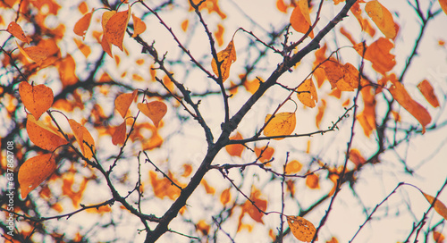 Autumn trees leaves against the sky. Selective focus.
