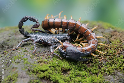 An Asian forest scorpion is ready to prey on a centipede  Scolopendra morsitans  in a pile of dry leaves. This stinging animal has the scientific name Heterometrus spinifer.