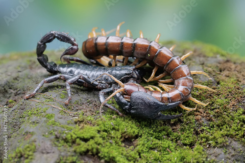An Asian forest scorpion is ready to prey on a centipede (Scolopendra morsitans) in a pile of dry leaves. This stinging animal has the scientific name Heterometrus spinifer.