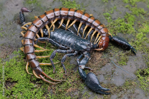 An Asian forest scorpion is ready to prey on a centipede  Scolopendra morsitans  in a pile of dry leaves. This stinging animal has the scientific name Heterometrus spinifer.