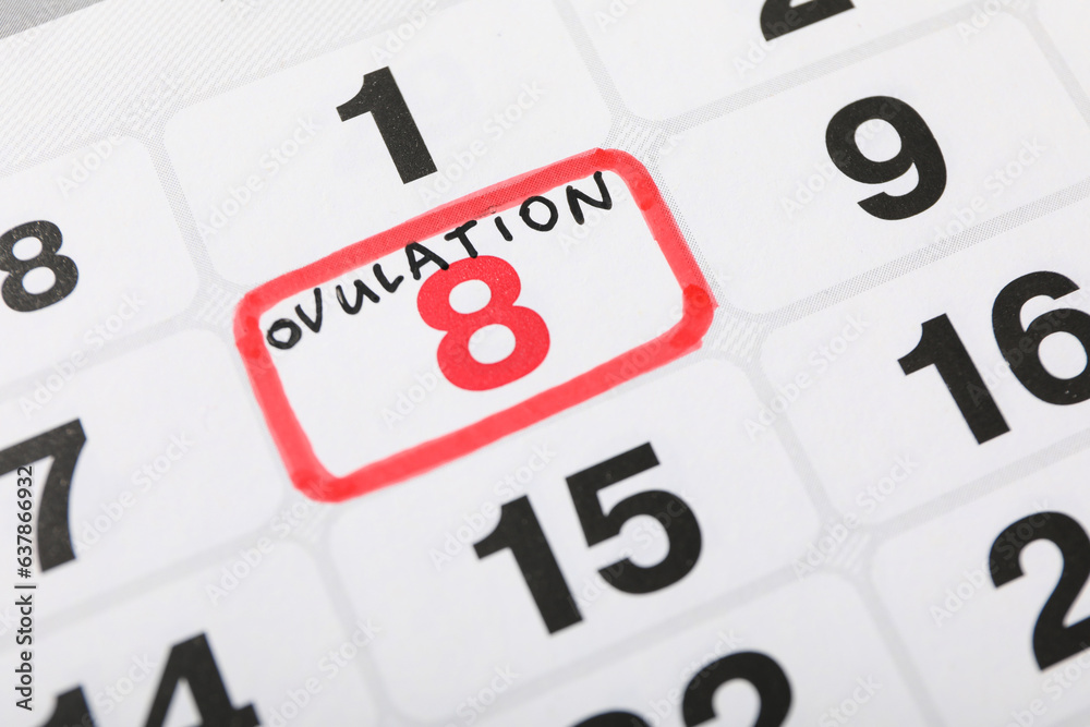 Ovulation period, calendar with clock, conception process.