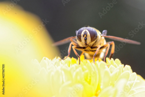 eristale des fleurs photo