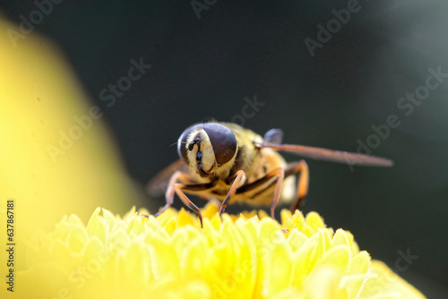 eristale des fleurs photo