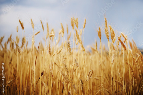 Ears of wheat in the field.