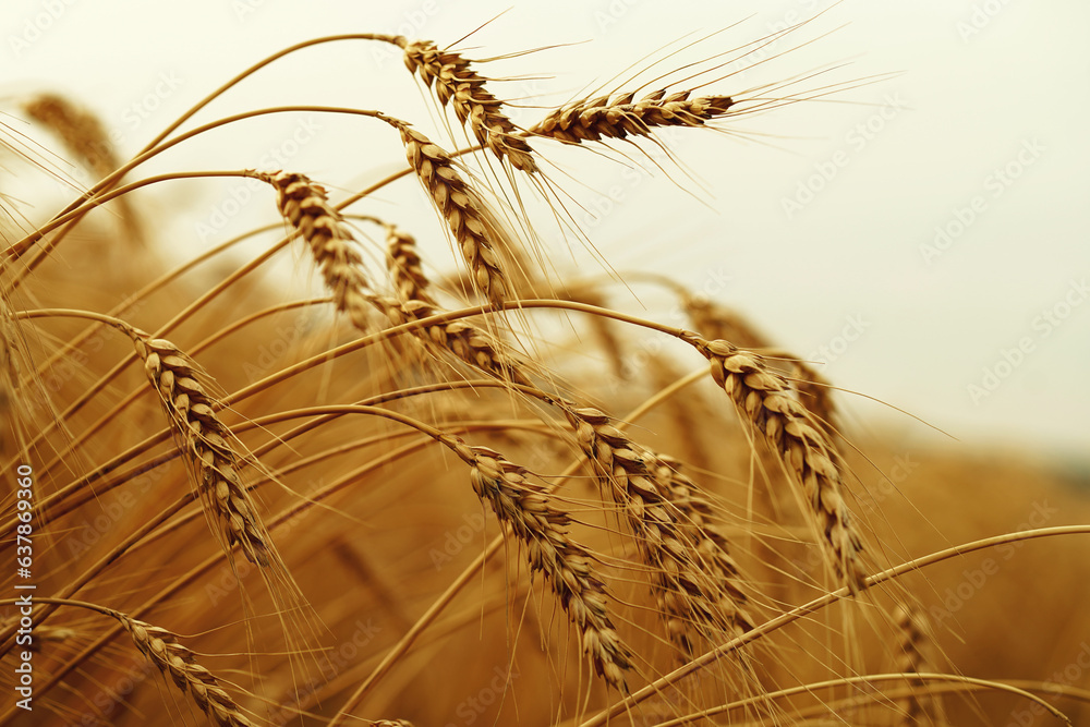 Wheat field. Ears of golden wheat closeup. Wheat field. Ears of golden wheat closeup.
