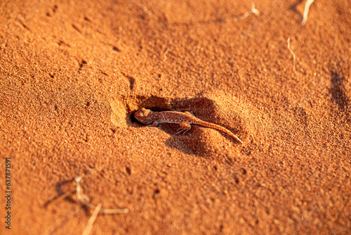 Pachydactylus rangei du Désert de dunes au porte du Namib, Sud-Est de la Namibie