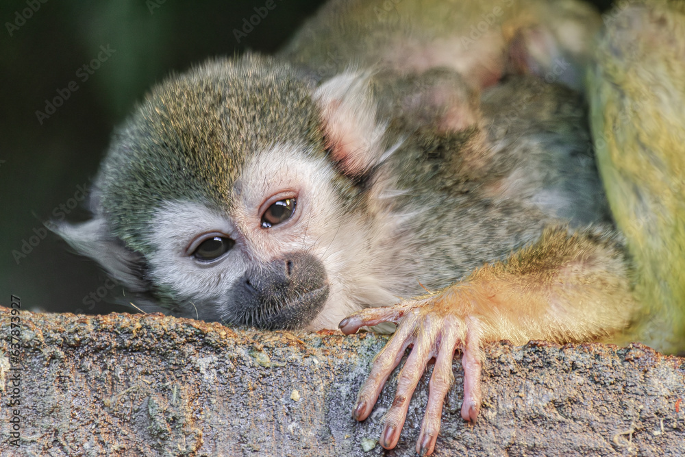 Obraz premium Guianan squirrel monkey, (Saimiri sciureus), lying down, close view
